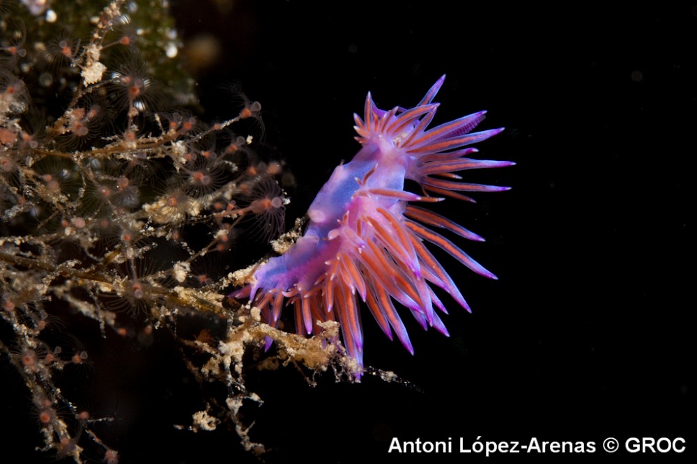 Flabellina_affinis___Antoni_Lopez_Arenas_02_1.jpg