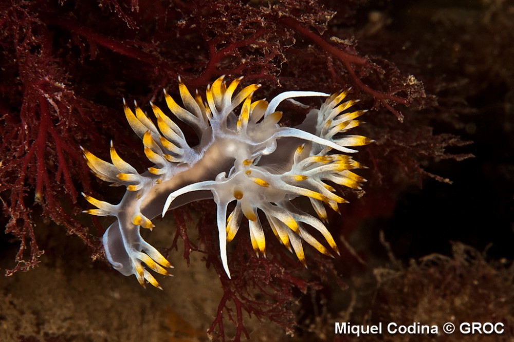 Flabellina_babai___Miquel_Codina_01.jpg