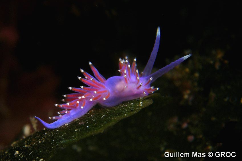Flabellina_pedata___Guillem_Mas_01.jpg