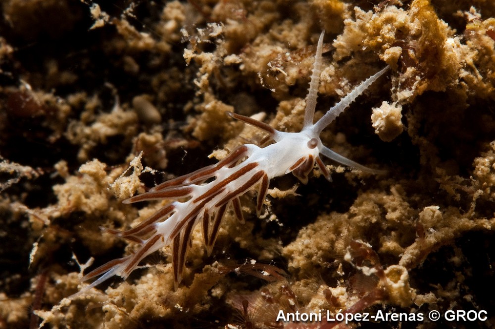 Piseinotecus_gabinierei___Antoni_Lopez_Arenas_1.jpg