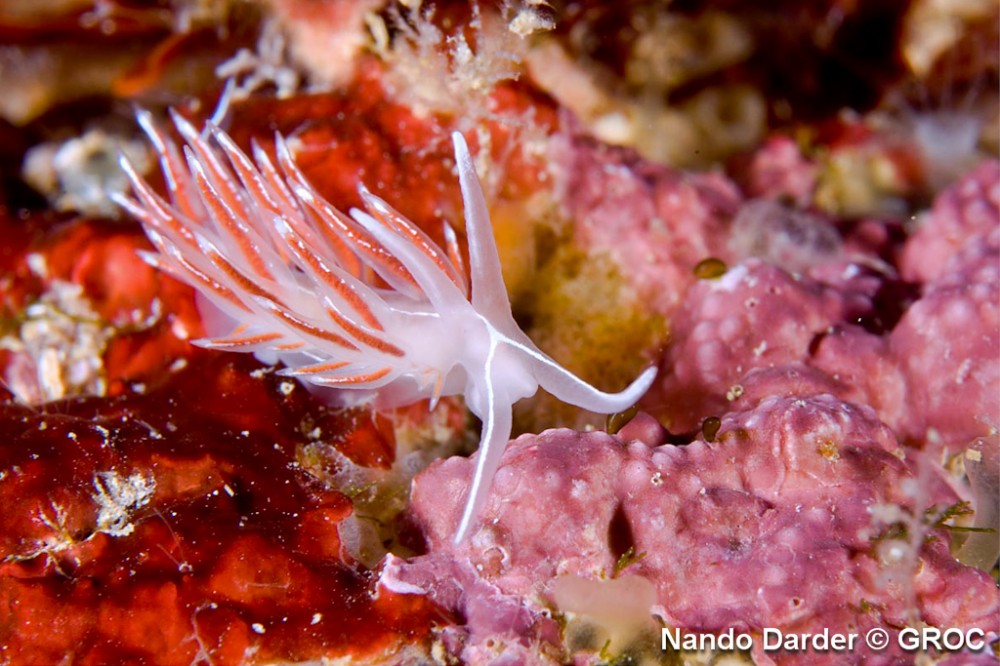 Flabellina_lineata___Nando_Darder_1.jpg