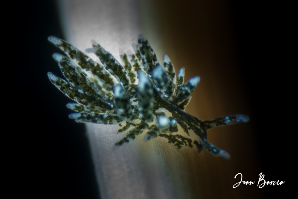 2019_05_11_Placida_verticillata_1.jpg