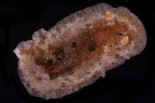 Doris pseudoargus