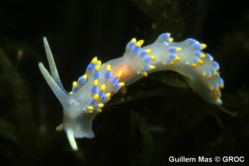 Cuthona_caerulea___Guillem_Mas_01.jpg