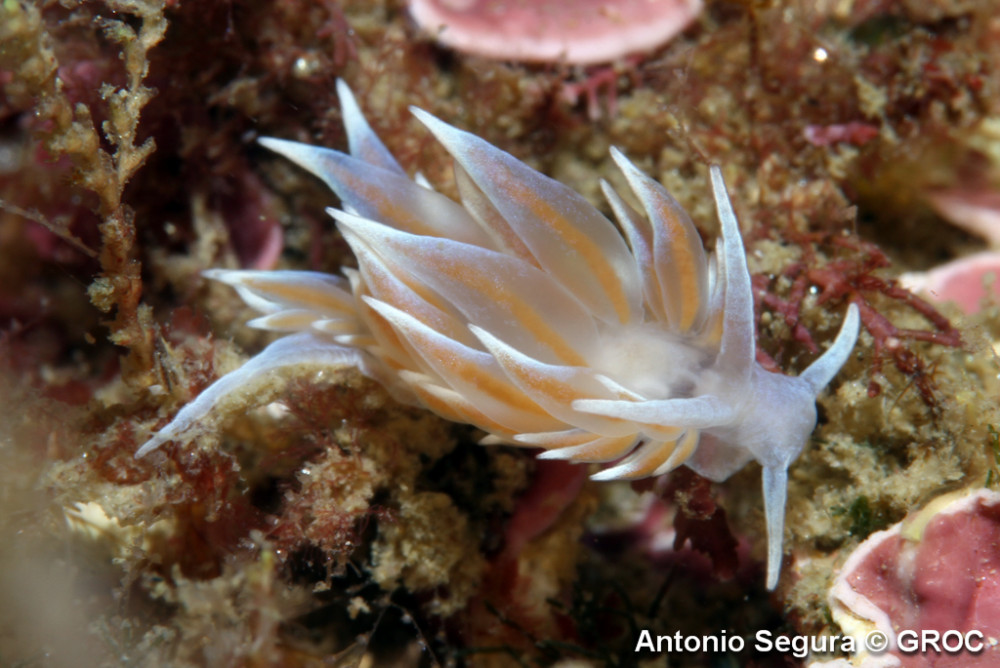 Eubranchus_tricolor___Antonio_Segura_01.jpg
