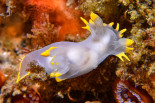 Polycera faeroensis