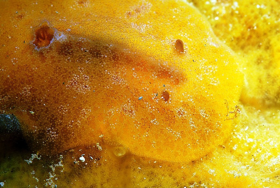 Carminodoris boucheti