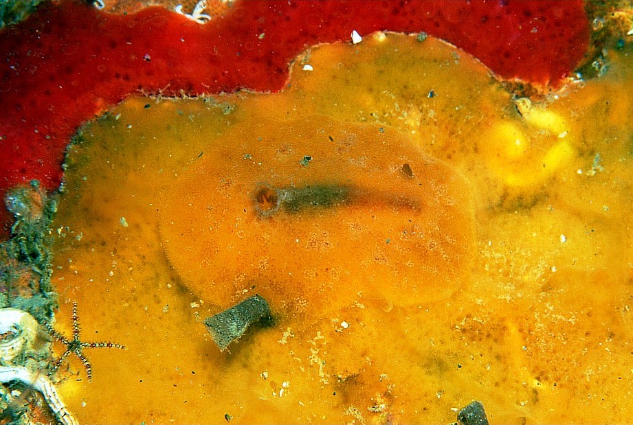 Carminodoris_boucheti_03.jpg