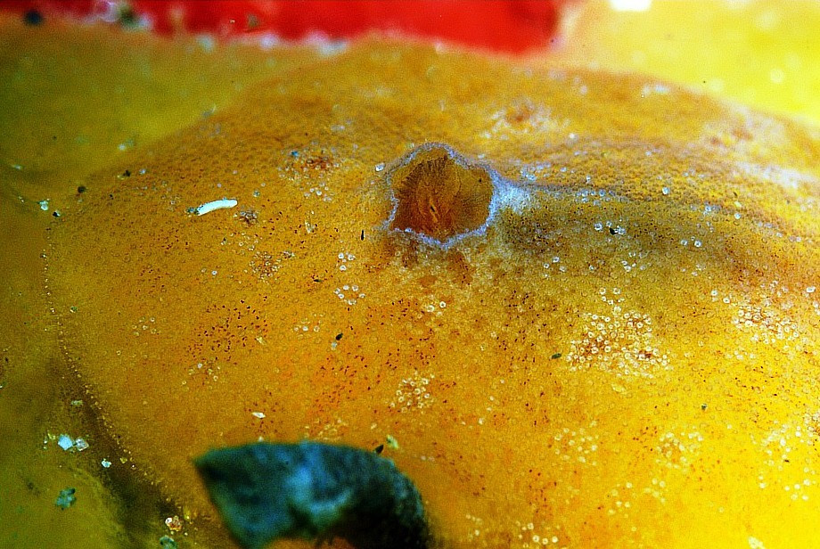 Carminodoris boucheti