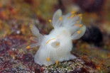 Ancula gibbosa