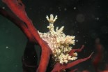 Dendronotus frondosus