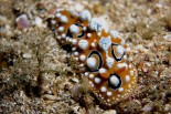 Phyllidia ocellata