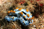 Phyllidia picta
