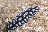 Phyllidiella pustulosa