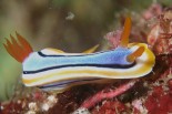 Chromodoris annae