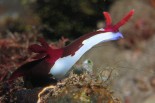 Nembrotha chamberlaini