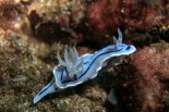 Chromodoris willani