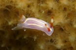 Mexichromis trilineata