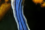 Chromodoris lochi