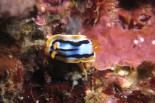 Chromodoris striata