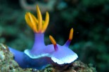 Hypselodoris apolegma