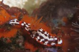 Hypselodoris purpureomaculosa