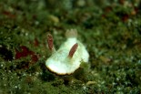 Goniobranchus preciosus