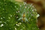 Costasiella kuroshimae