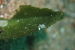 Costasiella usagi