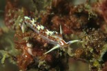 Caloria Indica
