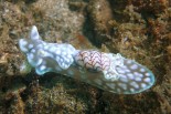 Micromelo undatus