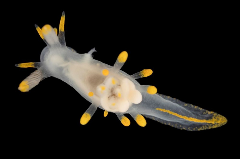 Ancula_gibosa.jpg