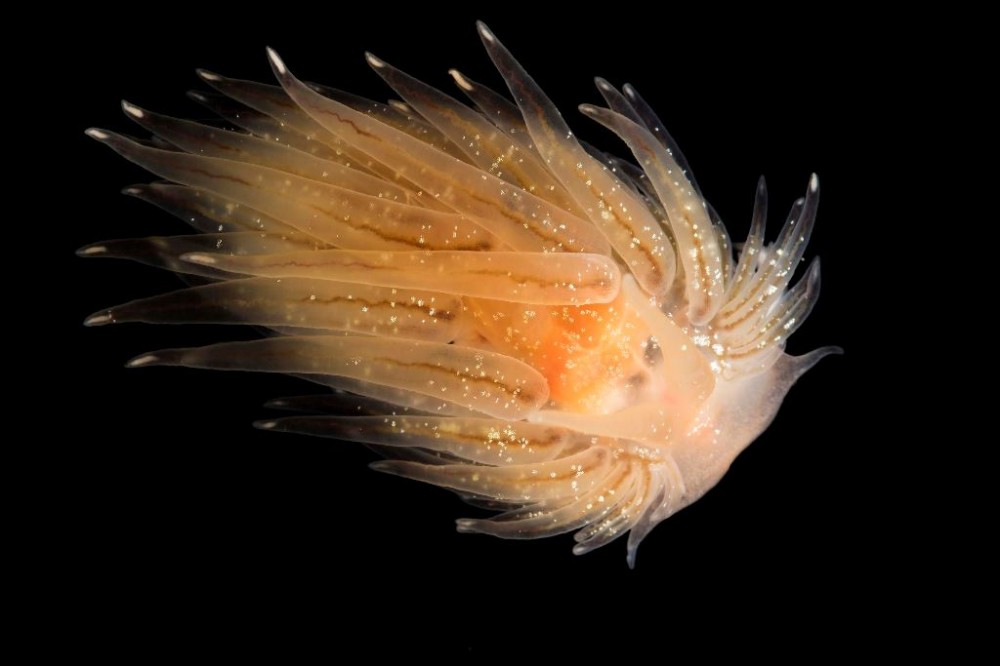 Cumanotus_beaumonti.jpg