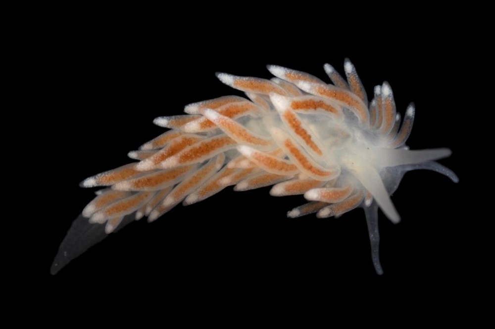Cuthona_gymnota.jpg