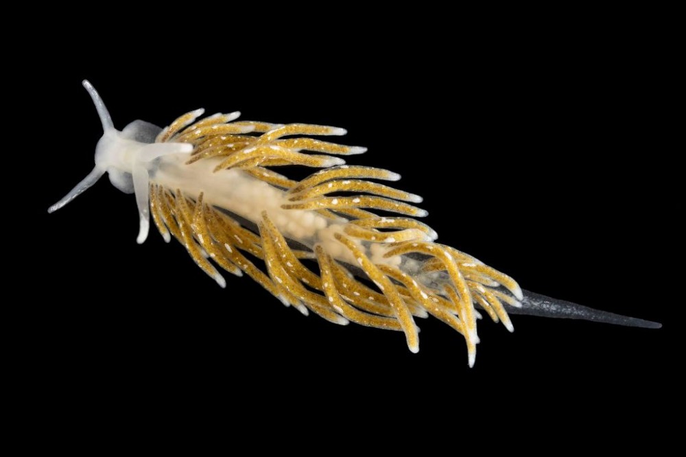 Cuthona_sp_.jpg