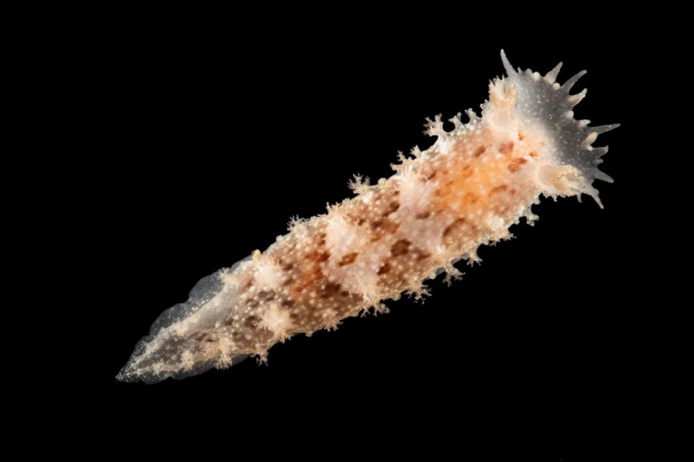 Dendronotus_frondosus.jpg