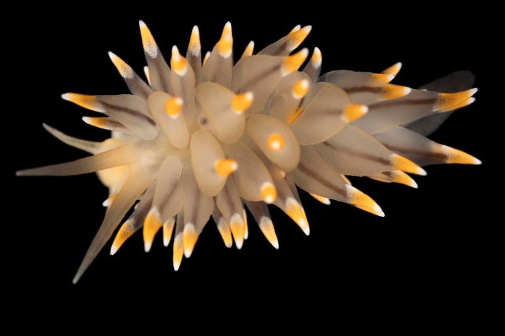 Eubranchus_tricolor.jpg
