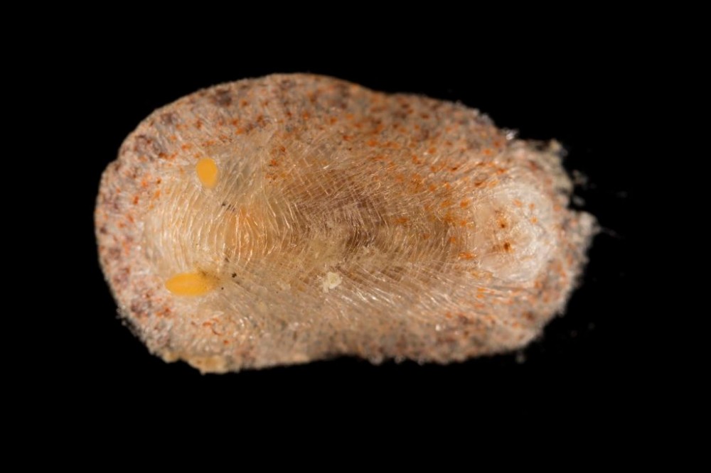 Onchidoris_sp_.jpg