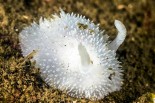 Acanthodoris pillosa