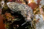 Aeolidia papillosa