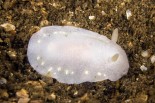 Cadlina laevis