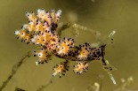 Doto coronata (NE Atl.)