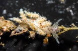 Doto maculata