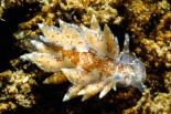 Amphorina pallidus