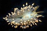 Eubranchus tricolor