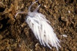 Favorinus blianus