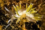 Microchlamylla (Flabelli gracilis