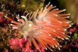 Flabellina pellucida