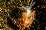 Coryphella verrucosa
