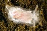Goniodoris nodosa